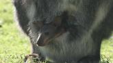 Exmoor Zoo baby wallaby pouch 1 crop