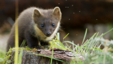 Pine marten