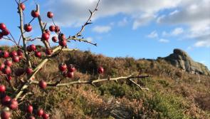 Independent review of protected site management on Dartmoor to begin