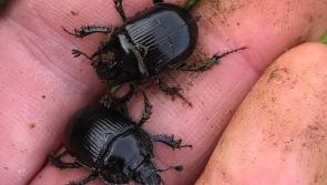 Locally-rare dung beetle found at Bittaford