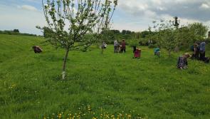 The ‘secret’ orchard