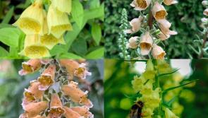 In the garden with Michael Pell