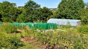 MOOR TREES PART 1 – A CHARITY WITH A MISSION
TO RESTORE NATIVE WOODLAND ON DARTMOOR AND IN SOUTH DEVON