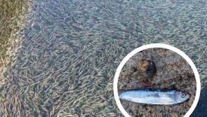 Video: A fishy graveyard - thousands of fish stranded at Westward Ho!