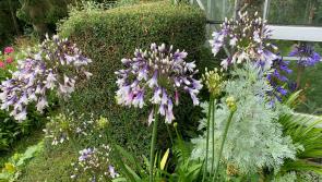 FOR THE LOVE OF AGAPANTHUS