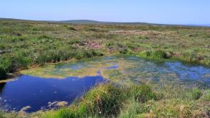 Restoring vital peatlands project wins award for nature protection in National Parks 