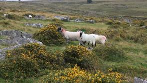Dartmoor independent review can now begin
