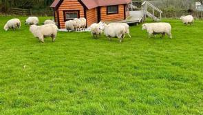 ESCAPE TO NATURE: DISCOVER THE BEST CAMPING SPOTS NEAR DARTMOOR NATIONAL PARK