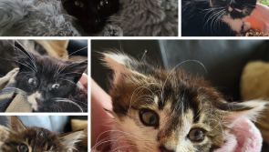 Local charity rescues family of feral cats from water site