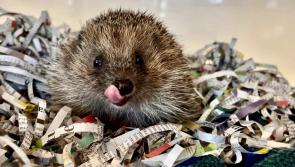 LAST CHANCE TO SAVE DEVON WILDLIFE RESCUE FROM CLOSING