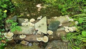 Pioneering Devon-based Biochar Project wins International Conservation Award