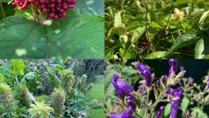 LATE SUMMER SHOWSTOPPERS