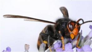 Asian hornet numbers on the rise