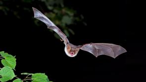 Crickets, lichens and butterflies among rare species set to benefit from new funding announced