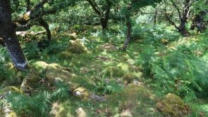 Dartmoor’s temperate rainforests: past, present and future 