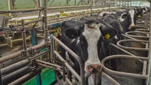 Dairy profits set to topple from recent highs