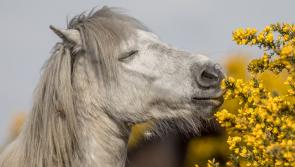 Dartmoor conservation charity launches Mouths on the Moor campaign