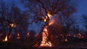 Earth Photo exhibition returns to Haldon Forest Park