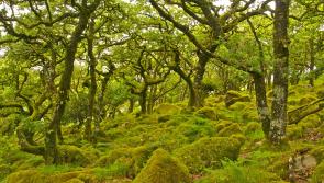 The Duchy of Cornwall commences essential work on Wistman’s Wood expansion and regeneration