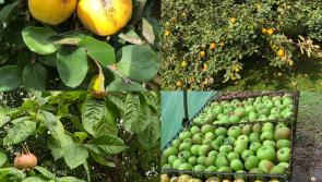Autumn – the start of the gardening year?