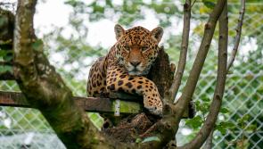 Dartmoor Zoo unveils new campaign in response to cost of living crisis