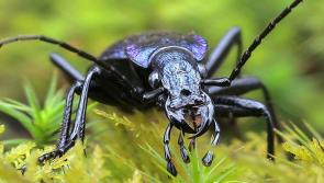 Buglife seeks public's help to preserve rare blue ground beetle found on Dartmoor