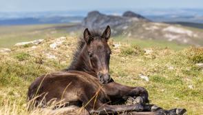 Dartmoor Pony Heritage Trust launches inspiring volunteer drive for pony preservation