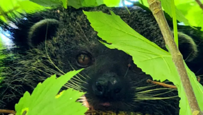 Dartmoor Zoo on alert as Binturong escapes enclosure