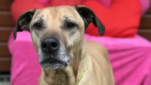 Dogs Trust Ilfracombe encourages adoption of bigger dog breeds this Valentine&rsquo;s Day