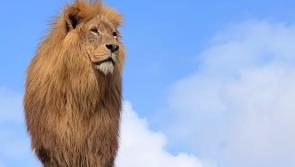 North Devon wildlife park mourns loss of beloved African Lion