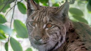 Dartmoor Zoo welcomes new lynx 
