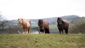 Neglected ponies find new life at Newton Abbot charity
