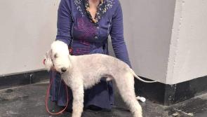 Dartmoor local ‘thrilled’ with Crufts achievements
