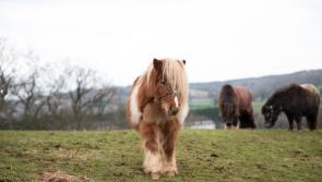 Shetland pony seeks new home after neglected battle
