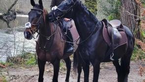 Racing legend, Frodon embraces retirement at Frost family farm
