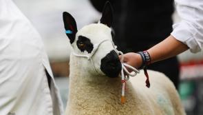 New breed classes announced for Devon County Show