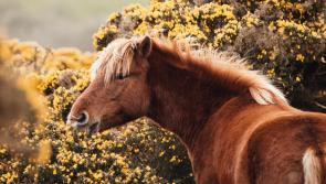 Petition launched to save the Dartmoor Hill Pony 
