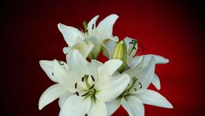 Death Notices for Laois - Monday, March 16