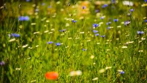  Devon groups receive £150k lottery grant to boost biodiversity
