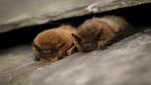 Charity seeks ‘Bat Detectives’ to aid in Devon conservation
