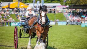 Devon County Show leads the way in accessible event experience
