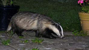 ARCHIVE - Wildlife watchers needed this spring
