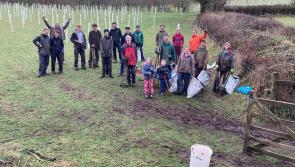 Getting to know the tree charity breathing moor life into Dartmoor
