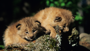  Dartmoor Zoo celebrates birth of Carpathian Lynx kits
