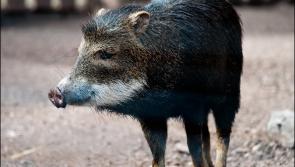 Dartmoor Zoo welcomes new arrival