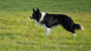 Sheepdog trialling returns to Dartmoor
