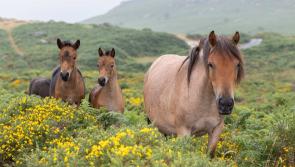 Legal action launched over wildlife habitat decline on Dartmoor
