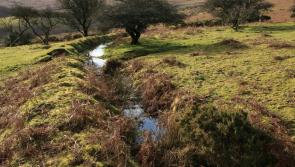 Dartmoor National Park Authority acquires Buckfastleigh Moor with Defra grant
