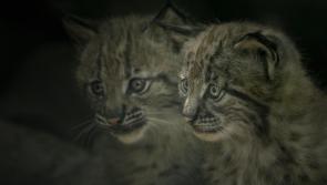 Lynx enclosure reopens at Dartmoor Zoo
