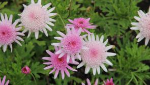 Plant Heritage urges Dartmoor gardeners to save endangered plant species
